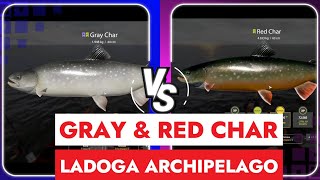 RUSSIAN FISHING 4  LADOGA ARCHIPELAGO  WACKY RIG AND CHAR HUNT [upl. by Dari]