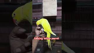 talking lutino parrot  talking parrot  birds short shorts temperrot pakhipakgl02 [upl. by Maffa]