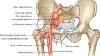 lartère fémorale part2 [upl. by Aikim]