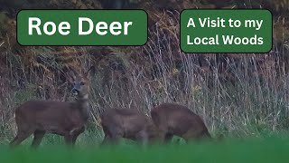 Roe Deer Catchup  How many Deer are left after this year Cull [upl. by Laubin]