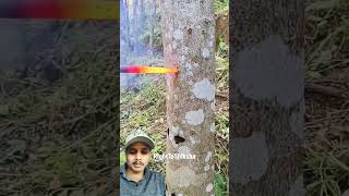 Why do we put hot iron rods in trees righttoshiksha tree agriculture woodworking wood [upl. by Bendix]