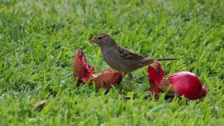 728 White Crowned Sparrow [upl. by Guenzi948]