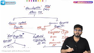 Hematopoiesis Physiology 🩸 [upl. by Loring]