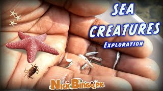 Sea Creatures Exploration  Nick Bingo pk [upl. by Wirth]