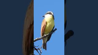 Great kiskadee Pitangus sulphuratus [upl. by Scheider]