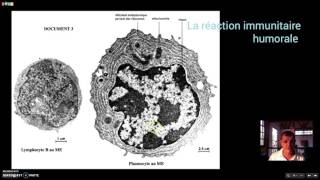 La réaction immunitaire humorale [upl. by Assel466]