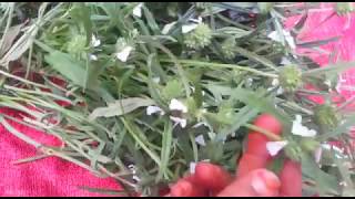 தும்பை செடி  Thumbai Poo  Thumbai Plant  Leucas aspera [upl. by Britteny154]