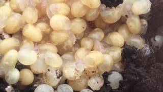 Amazing Snail Farm Baby Snails Hatching in Real Time  Nature’s Tiny Miracles 🐌🌱⏰ [upl. by Gala801]