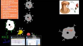 SB52 T and B lymphocytes HSC biology [upl. by Cly]