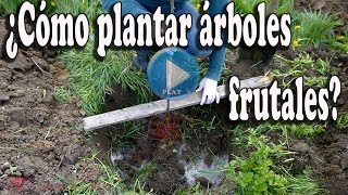 ¿Cómo plantar árboles frutales [upl. by Hcurob256]