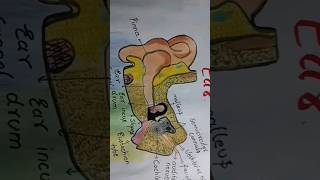 The structure of human ear song bollywood music art newsong drawing earart gparts2 ear diy [upl. by Pik]