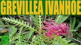 Grevillea Ivanhoe • Australian Native Plants that grow in California [upl. by Nomrah]