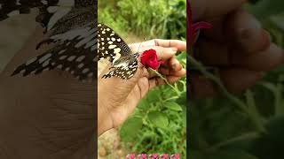 Short video💞💞 Shyam ki Bansi jab bhi baji hai💞💞 [upl. by Samal]