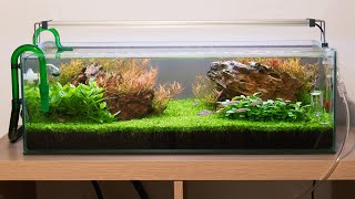 My First Ever Fish Tank 0 Experience Setup Day 89126 [upl. by Berkin214]