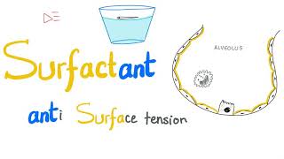 Lung Surfactant  Surface Tension  Alveoli  Type II Pneumocytes  NRDS  Physiology [upl. by Napier37]