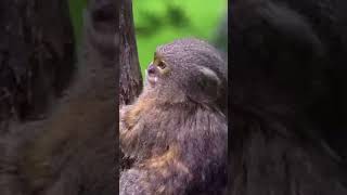 Pygmy marmoset amazoneforest explorethebeautyofnature trending [upl. by Avevoneg]