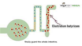 ACTIVE THREE bacillus subtilis bacillus licheniformis clostridium butyricum zhejiang huijia [upl. by Aelat860]