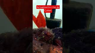 Las crías de Cryptoheros cutteri siguen creciendo 😍 acuarofilia fish fishtank peces [upl. by Viviene776]