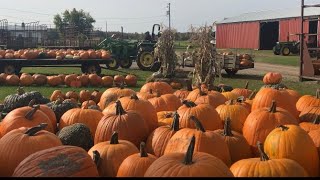 Harvesting Pumpkins 2020 [upl. by Ariamoy]