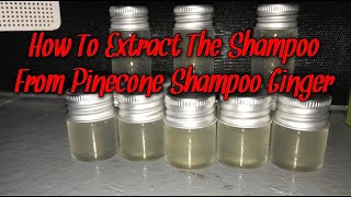 How To Extract The Shampoo From Pinecone Shampoo Ginger [upl. by Aldridge]