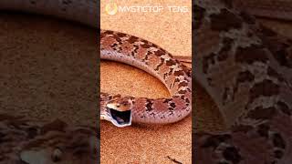 Egg eating snake in defensive posture🐍 EggEatingSnake  DefensivePosture  SnakeBehavior [upl. by Arquit]