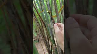 rare yellowcolored whipsnake Ahaetulla prasina [upl. by Stokes]