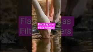 Flamingo As Filter Feeders upsc facts environment 🦩 🦩 Distinctive Behavior Series [upl. by Ecirtram998]