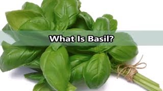 What Is Basil Health Benefits of Basil Ocimum Basilicum [upl. by Kozloski]