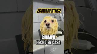 ¡¡Le Preparé un CHAMPÚ DE ALO VERA Refacillll victorthegroomer shorts [upl. by Sosna170]