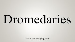 How To Say Dromedaries [upl. by Ellehsem]