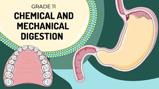 MECHANICAL AND CHEMICAL DIGESTION  Easy to understand processes and enzyme actions [upl. by Mccullough]