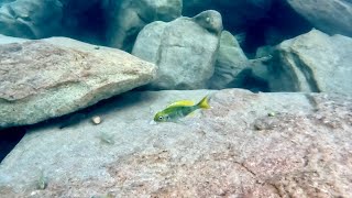 Swimming With Cichlids  Ophthalmotilapia ventralis samazi [upl. by Anitsua]