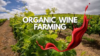 Sustainable Secrets of Organic Wine Farming 🍇 [upl. by Taro]