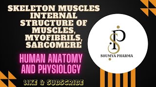 skeleton musclesAnatomy of skeleton musclesinternal structure of muscles myofibrils amp sarcomere [upl. by Pieter670]