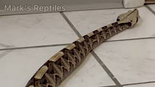 Gaboon Viper Rectilinear Locomotion [upl. by Assilak]