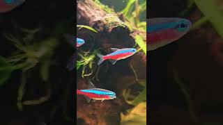 Cardinal Tetras 🐟 Shorts Tetra Tetras AquariumLiveStream4U [upl. by Enyawal953]