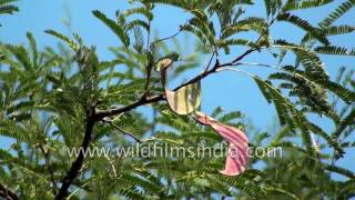 Acacia ferruginea  Medicinal plant [upl. by Leiuqeze]