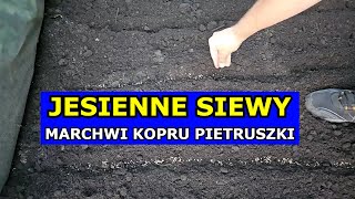 Siewy Jesienią Marchwi Pietruszki Kopru Pasternaku Jak siać Warzywa przed Zimą Polecane Odmiany [upl. by Animlehliw]