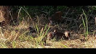 Funny monkey short videos monkey eating paddy [upl. by Wilfred690]