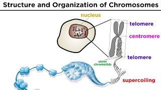 Chromosome Structure and Organization [upl. by Si]