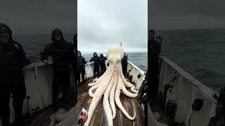 octopus fishing ocean fish travel oceanmysteries giantseacreatures fishingdiscoveries [upl. by Esbenshade71]