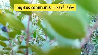 myrtus communismyrtle مۆرد آس [upl. by Nnairam]