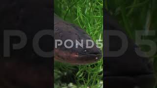 Snakehead in planted aquarium fishing [upl. by Sudnor]