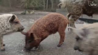 WOLLSCHWEINFERKEL im Wildpark Lüneburger Heide [upl. by Ettennig]