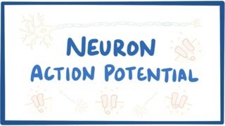 Neuron action potential  physiology [upl. by Callery]