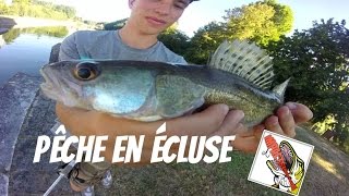 Pêche MultiCarnassier en Écluse Sandre Perche Brochet  En Loire  GoProHD [upl. by Lexy]