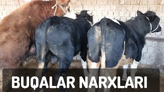 OLMALIQ BUQALAR NARXLARI [upl. by Claretta]