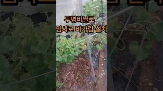 임시로 투명비닐로 비가림 설치 Temporarily install rain cover with transparent vinyl 망고참외 gardening 참외 farm [upl. by Yawnoc]