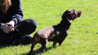 All you need to know about Dachshunds [upl. by Eidroj]