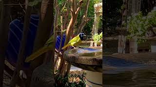 Waverunnerkitchen Sanctuary Texas Green Jay [upl. by Eldwin231]